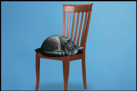 Il gatto dorme sopra la sedia